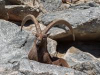 Alpensteinbock Männchen